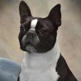 Boston Terriers from Tre Run Bostons