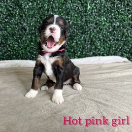 Girl 4 - Tri-color female Bernedoodle puppy in Modesto, California from Two Doods Doodles