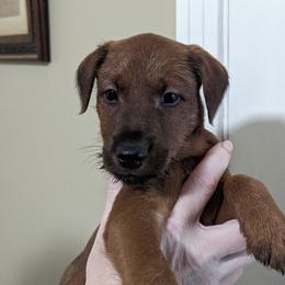 Green - Red male Irish Terrier puppy in Broadway, North Carolina from Detmore Kennels