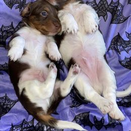 Dachshund Puppies from Mini Doxies R Us