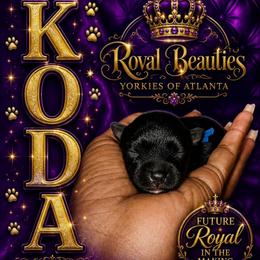 Koda - Black and tan male Yorkshire Terrier puppy in Atlanta, Georgia from Royal Beauties Yorkies of Atlanta