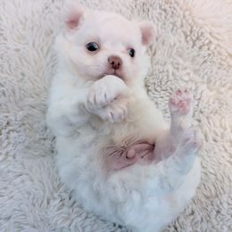 Chihuahua puppies from ChibiChi