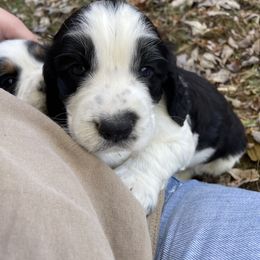 English Springer Spaniel Puppies from Cedar Ridge Kennels