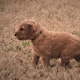 Goldendoodle Puppies from Janna Butler's Goldendoodles
