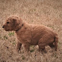 Goldendoodle Puppies from Janna Butler's Goldendoodles