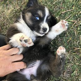 Australian Shepherd Puppies from Wild Souls Australian Shepherds