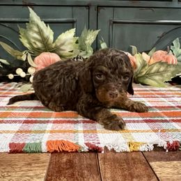 Peanut - Brown and tan male Cockapoo puppy in Beresford, South Dakota from DAKOTA DOOD RANCH