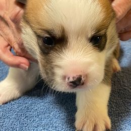 Pembroke Welsh Corgi Puppies from Silver Mae Kennel