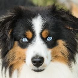 Moochie - Toy Australian Shepherd