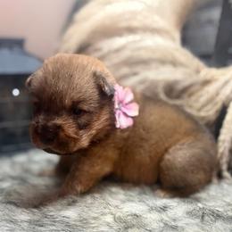 Biancee - Fawn sable female Chinese Shar-Pei puppy in Lehigh Acres, Florida from Florida Wrinkles
