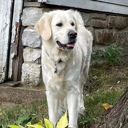 Annie - Golden Retriever