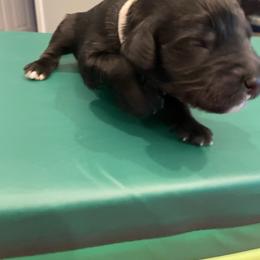 Coal - Black male Goldendoodle puppy in St Johns, Florida from Nini's Poodles and Doodles of St. Johns Co.