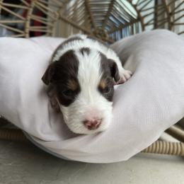 Esmerelda - Red tri-color female Australian Shepherd puppy in Grants Pass, Oregon from Carmel Mountain Aussies