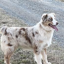 Beth - Australian Shepherd