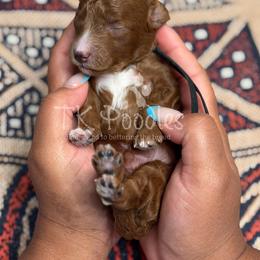 Pumbaa - Red  male Poodle puppy in Belleville, New Jersey from TK Poodles