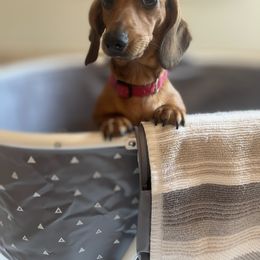 Dachshund Puppies from Sterling Dachshunds