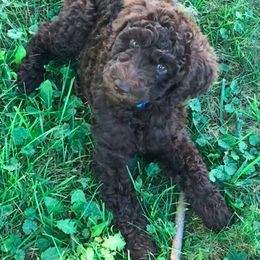 Poodle Puppies from Ashton’s Standards