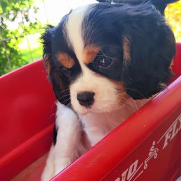 Cavalier King Charles Spaniel Puppies from Faithful Friends Cavaliers