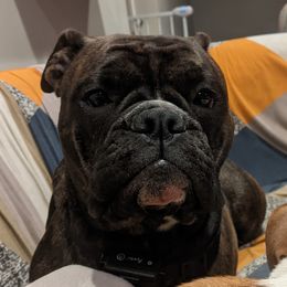 Scarlett - Bulldog