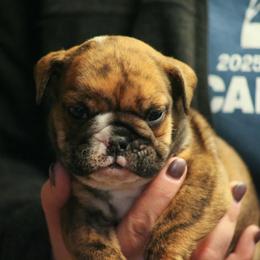 Red collar puppy - Brindle male Bulldog puppy in Lewisberry, Pennsylvania from Salted Rim Corgis