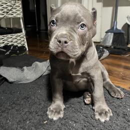 American Bully Puppies from M&M XL Bully Kennel