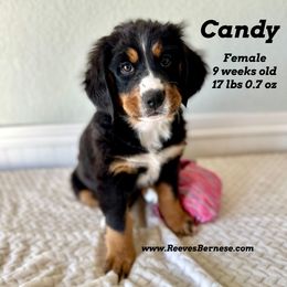 Candy - Colorful - Black rust and white Bernese Mountain Dog puppy in Lehi, Utah from Reeves Bernese