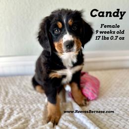 Candy - Colorful - Black rust and white Bernese Mountain Dog puppy in Lehi, Utah from Reeves Bernese