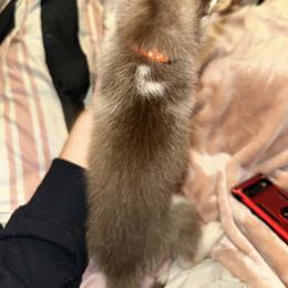 Siberian Husky Puppies from Feazell’s Siberian Huskies