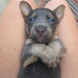 Mr. Potato - Blue male American Hunt Terrier puppy in Cave City, Arkansas from Bayou Valley Shepherds and American Hunt Terriers