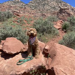 Aussiedoodle and Goldendoodle Puppies from Garside Doodles