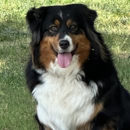 Jaida - Australian Shepherd