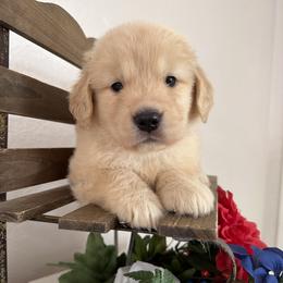 Girl 4 - female Golden Retriever puppy in Moapa, Nevada from Little Bitta Luck Farms