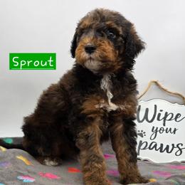 Sprout - Merle male Bernedoodle puppy in Neillsville, Wisconsin from Granton Creek