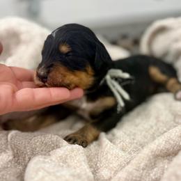 Sweet Pea - Phantom female Bernedoodle puppy in Hegins, Pennsylvania from Bubbling Springs Doodles, LLC