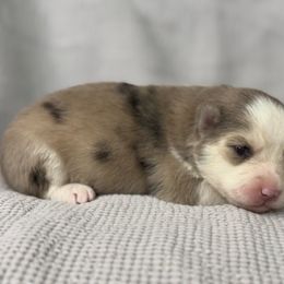 Maple - Merle female Pomsky puppy in Casa Grande, Arizona from Arizonas Pomsky Squad