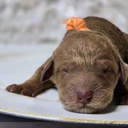 Hazel - Red  female Goldendoodle puppy in Austin, Texas from Austin Doodles & Poodles