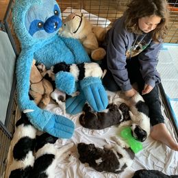 Bernedoodle Puppies from White Oak