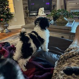 Lena - Parti female Poodle puppy in Pueblo West, Colorado from Little Paws Poodles
