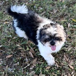 Shih Tzu puppies from South East Coast Angels Shih Tzus