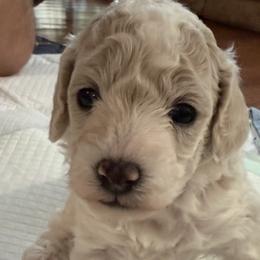 Poodles from Garrison Toy Poodles