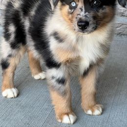 Miniature Australian Shepherd Puppies from Copper Creek Aussies