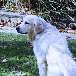 Samson - Golden Retriever