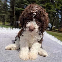 Parsley - Brown and white female Aussiedoodle puppy in Clarkston, Washington from Doodle & Poodle Palace