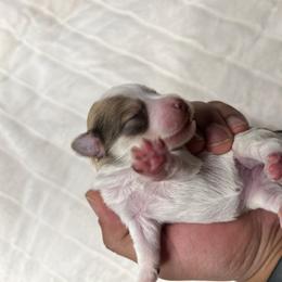 Melody - Parti female Miniature Schnauzer puppy in Menifee, California from Moonshine’s Minis