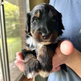 Journey - Tri-color male Bernedoodle puppy in Little Rock, Arkansas from Darlin’s Doodles