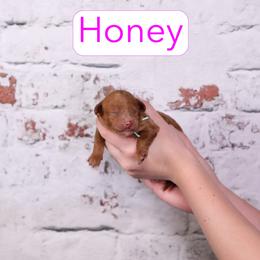 Honey - Red female Cavapoo puppy in Calhoun, Georgia from Happy Top Doodles