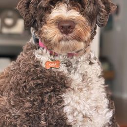 Portuguese Water Dogs from West Coast PWD