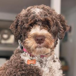 Portuguese Water Dogs from West Coast PWD