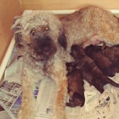 Trudy - Bouvier des Flandres