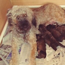 Trudy - Bouvier des Flandres